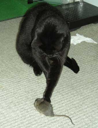 ���낷���劈��